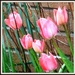 Tulips in the rain  by beryl