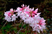 2nd Apr 2016 - Azaleas, Magnolia Gardens, Charleston, SC