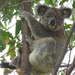 hey good lookin by koalagardens