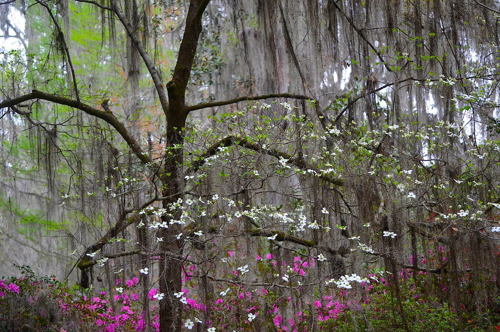 Spring finery, Magnolia Gardens, Charleston, SC by congaree
