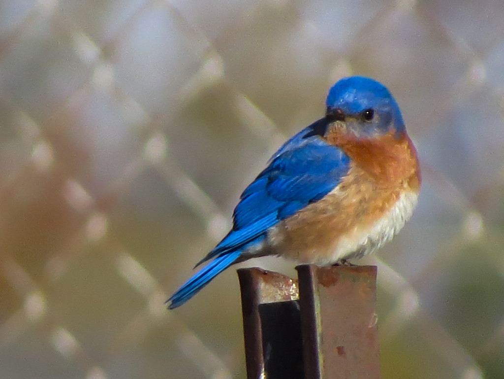 A Bluebird Kind of Day by milaniet