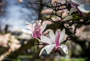 2nd Apr 2016 - magnolias