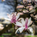 magnolias by jae_at_wits_end