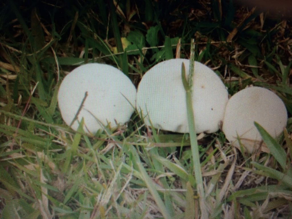 Wild mushrooms by Dawn