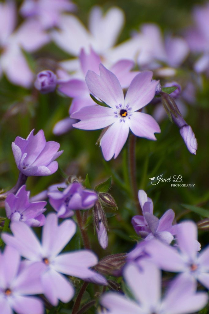 Emerald Blue by janetb