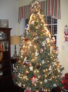 28th Nov 2010 - Oh Christmas Tree!