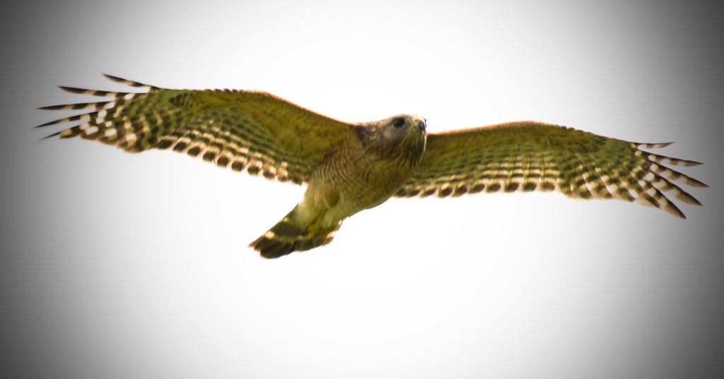 Hawk In Flight! by rickster549