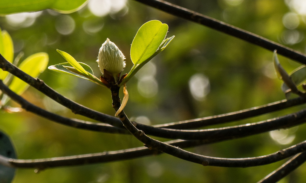 Bud in the Spring! by rickster549