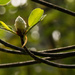Bud in the Spring! by rickster549