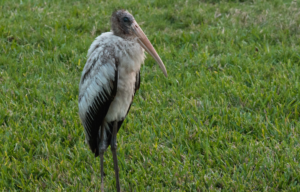 Late Afternoon Woodstork by rickster549