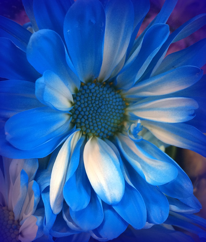 Blue Flower by homeschoolmom