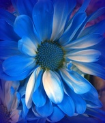1st Apr 2016 - Blue Flower