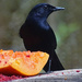Melodious Blackbird by annepann