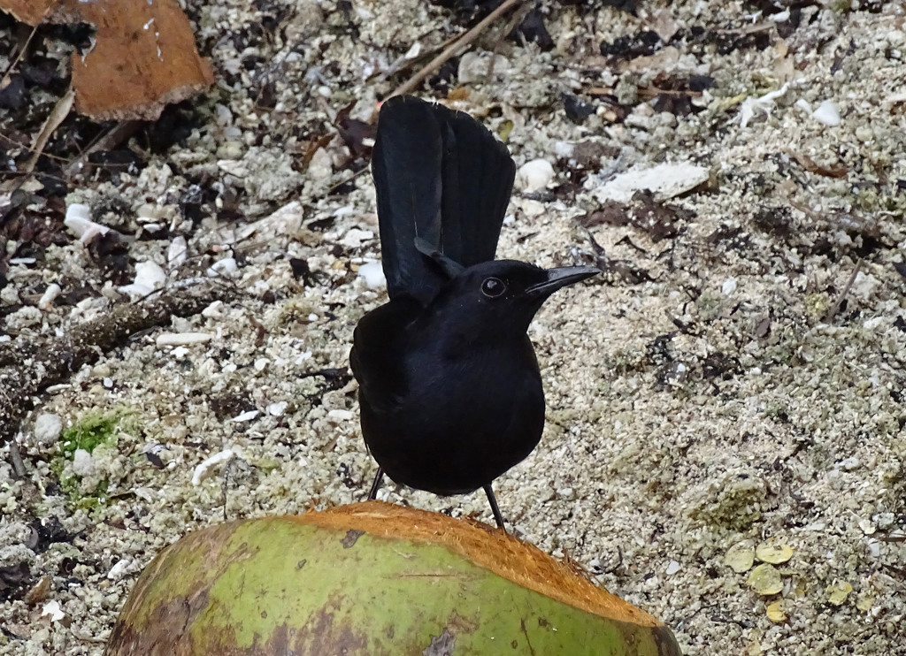 Black Catbird by annepann