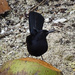 Black Catbird by annepann