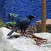 Melodious Blackbird II by annepann