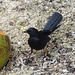Black Catbird II by annepann