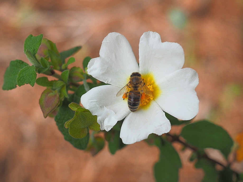 A white flower and a bee by laroque