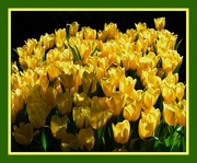 3rd Apr 2016 - Sunshiny Yellow Tulips....