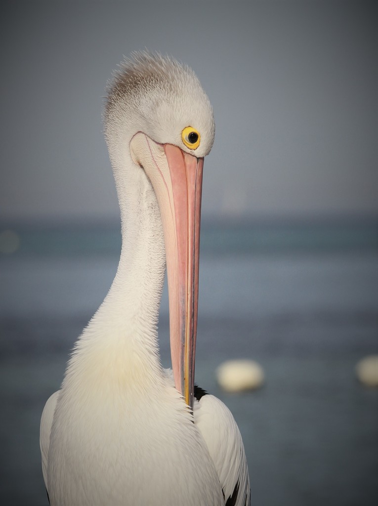 Preening pelican by jodies