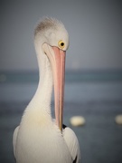 3rd Apr 2016 - Preening pelican