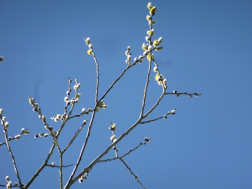 Pussy willow against a clear blue sky.. by snowy