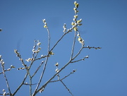31st Mar 2016 - Pussy willow against a clear blue sky..