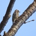 Woodpecker High Up by jyokota
