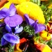 A Drop of Pansies by will_wooderson