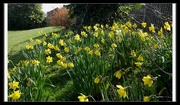 3rd Apr 2016 - Sunday Daffodils.
