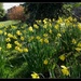 Sunday Daffodils. by grace55