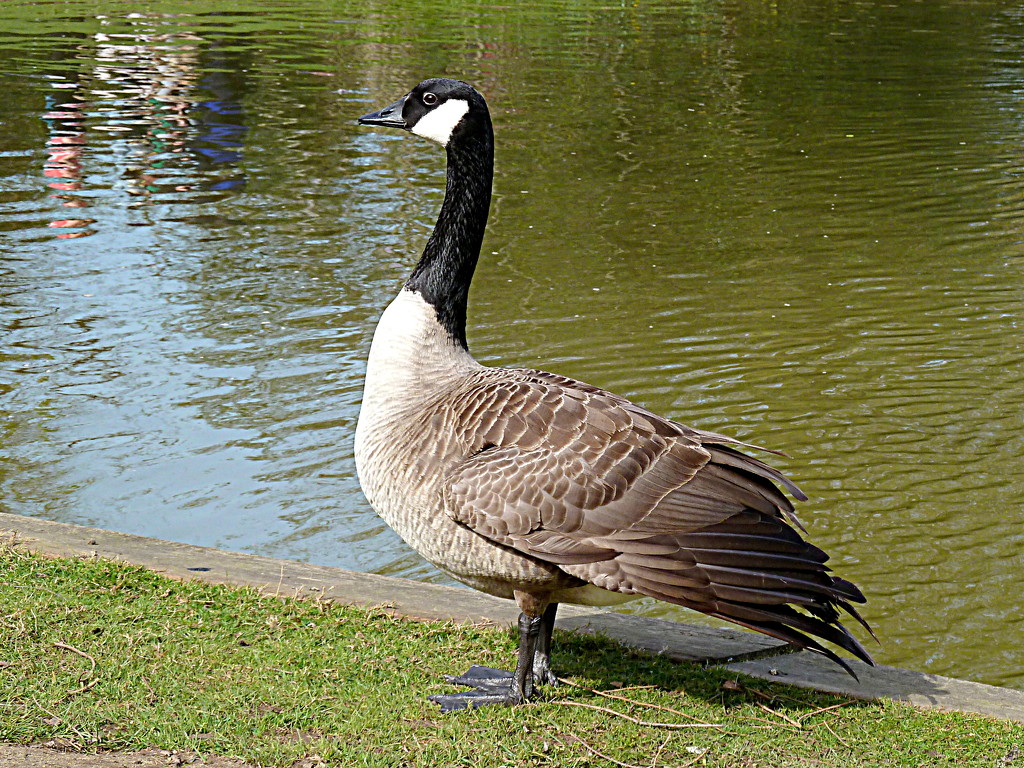 G is for goose by boxplayer