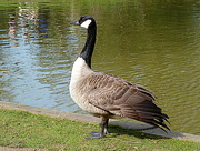 2nd Apr 2016 - G is for goose