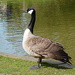 G is for goose by boxplayer