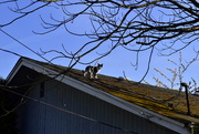 3rd Apr 2016 - Scout on the Roof