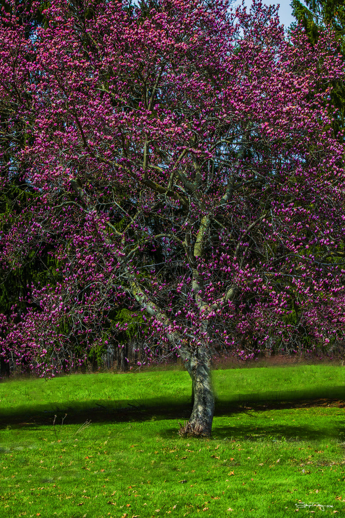 Magnolia Tree by skipt07