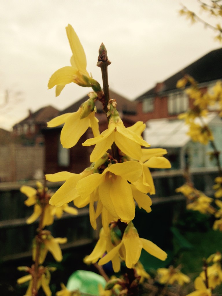 Forsythia close up by denidouble