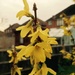 Forsythia close up by denidouble