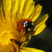 Ladybird by bizziebeeme