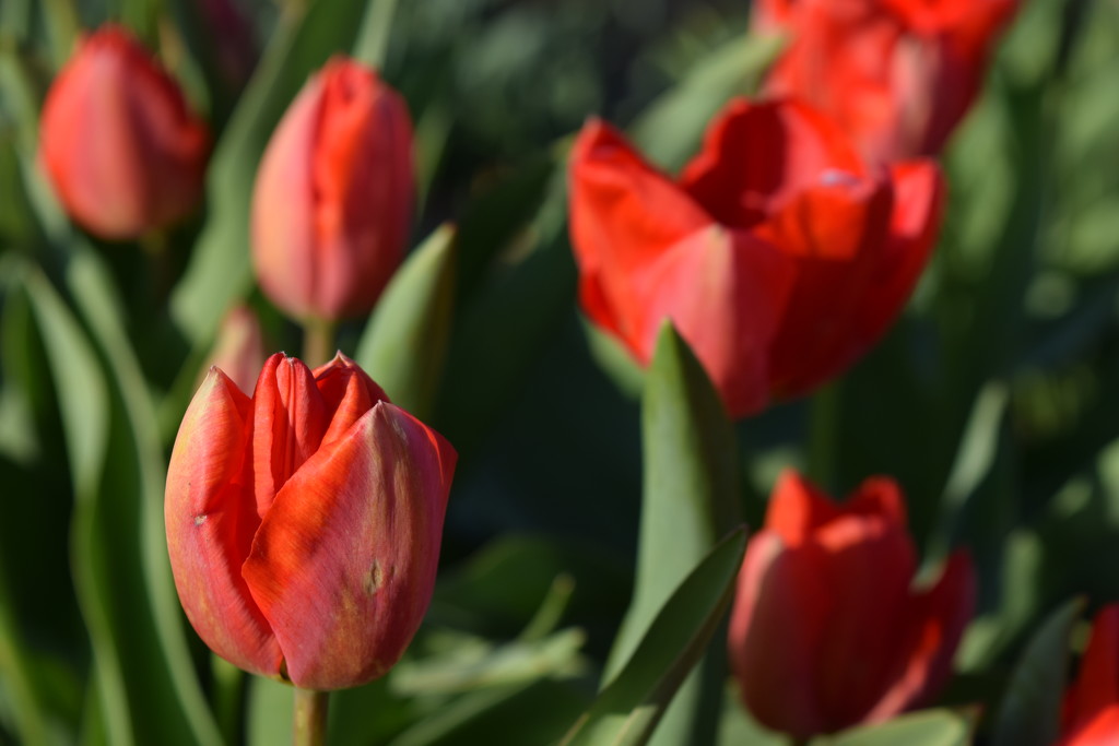Tulips by ctst