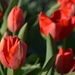 Tulips by ctst