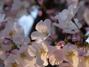 24th Mar 2016 - Delicate Cherry Blossoms