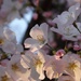 Delicate Cherry Blossoms by khawbecker