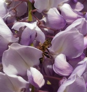 3rd Apr 2016 - Bees love wisteria