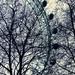 The eye through the trees by pistache