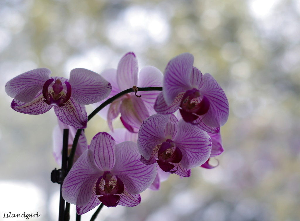 Orchid and Bokeh by radiogirl