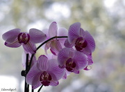 3rd Apr 2016 - Orchid and Bokeh