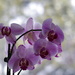 Orchid and Bokeh by radiogirl
