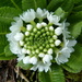 Primula by shirleybankfarm