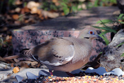 3rd Apr 2016 - White-winged Dove
